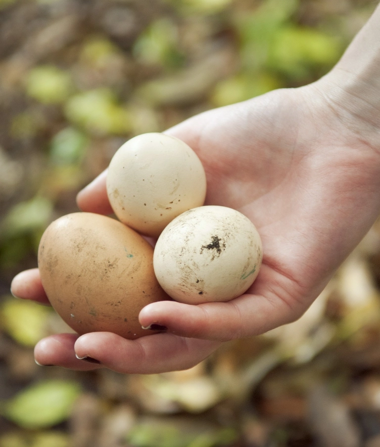 swojskie jajka w rękach